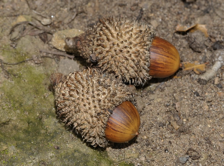 Quercus coccifera L. /  Quercia spinosa